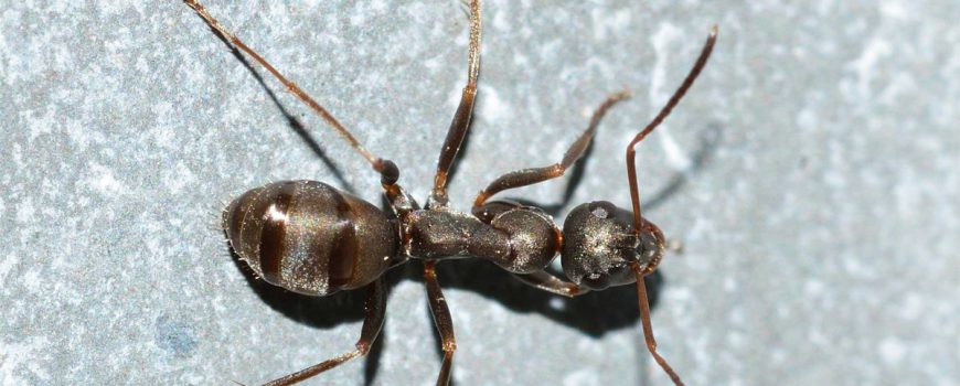 Ants