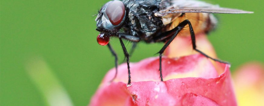 Flies